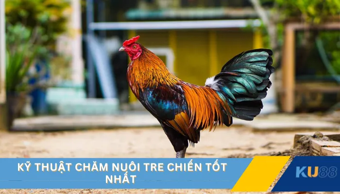 Kỹ thuật chăm nuôi tre chiến tốt nhất
