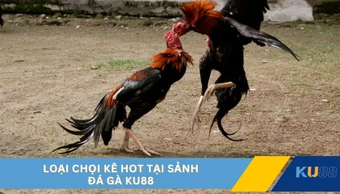 Loại chọi kê hot tại sảnh đá gà KU88