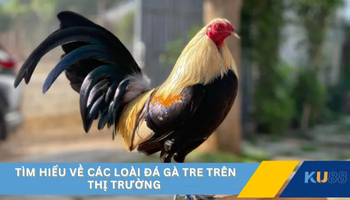 Tìm hiểu về các loài đá gà tre trên thị trường